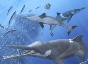 Le contenu fossile de l estomac montre l évolution des baleines à bec 