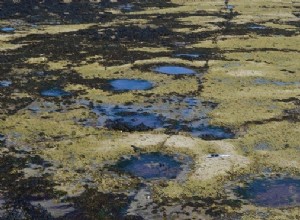  Dinodisco  sur l île écossaise 