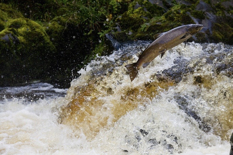 Les moulins à eau ont tué notre saumon 