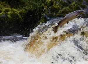 Les moulins à eau ont tué notre saumon 