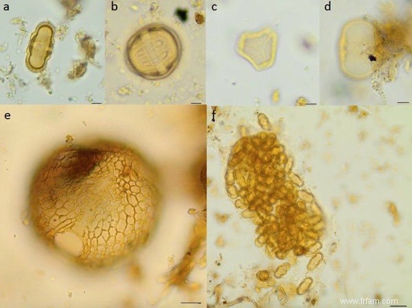 Le pollen des puisards révèle un repas flamand médiéval 