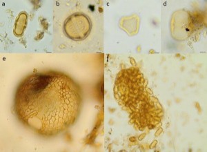 Le pollen des puisards révèle un repas flamand médiéval 