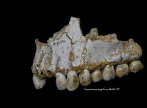 Les Néandertaliens consommaient de l aspirine 