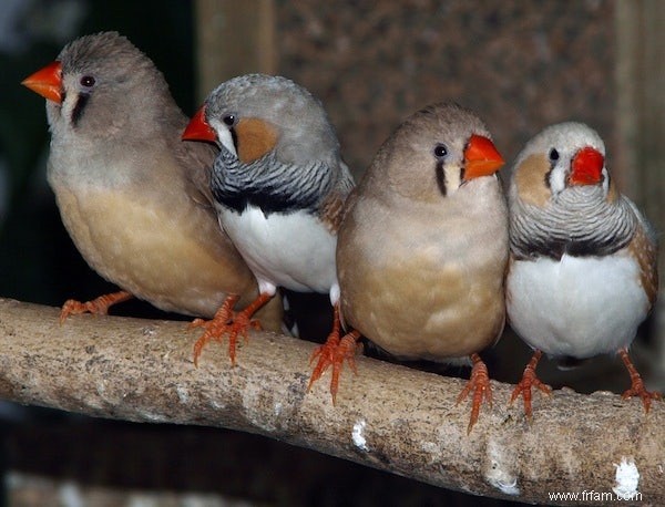 Les humains et les oiseaux apprennent les premiers  mots  de la même manière 