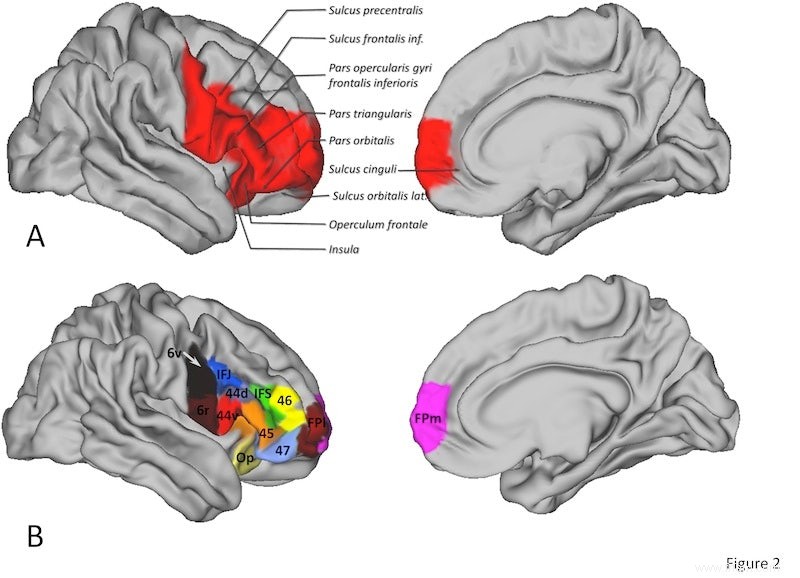 Un morceau de cerveau explique pourquoi nous connaissons la parole et les singes non 