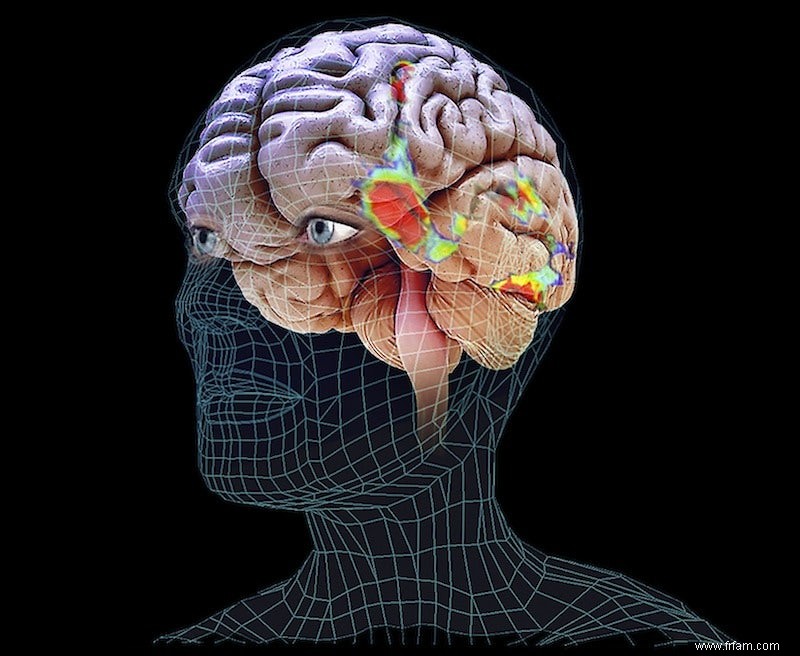 Le dictionnaire visuel dans notre cerveau 