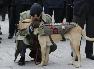 Les chiens aident les anciens combattants souffrant de trouble de stress post-traumatique 