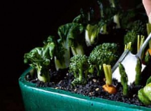 Recette Salade jardinière sauce gribiche d Heston Blumenthal 