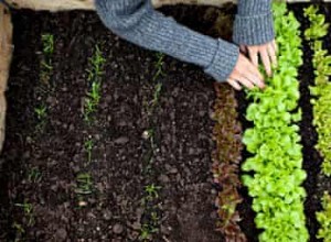 Comment faire pousser sa propre laitue 