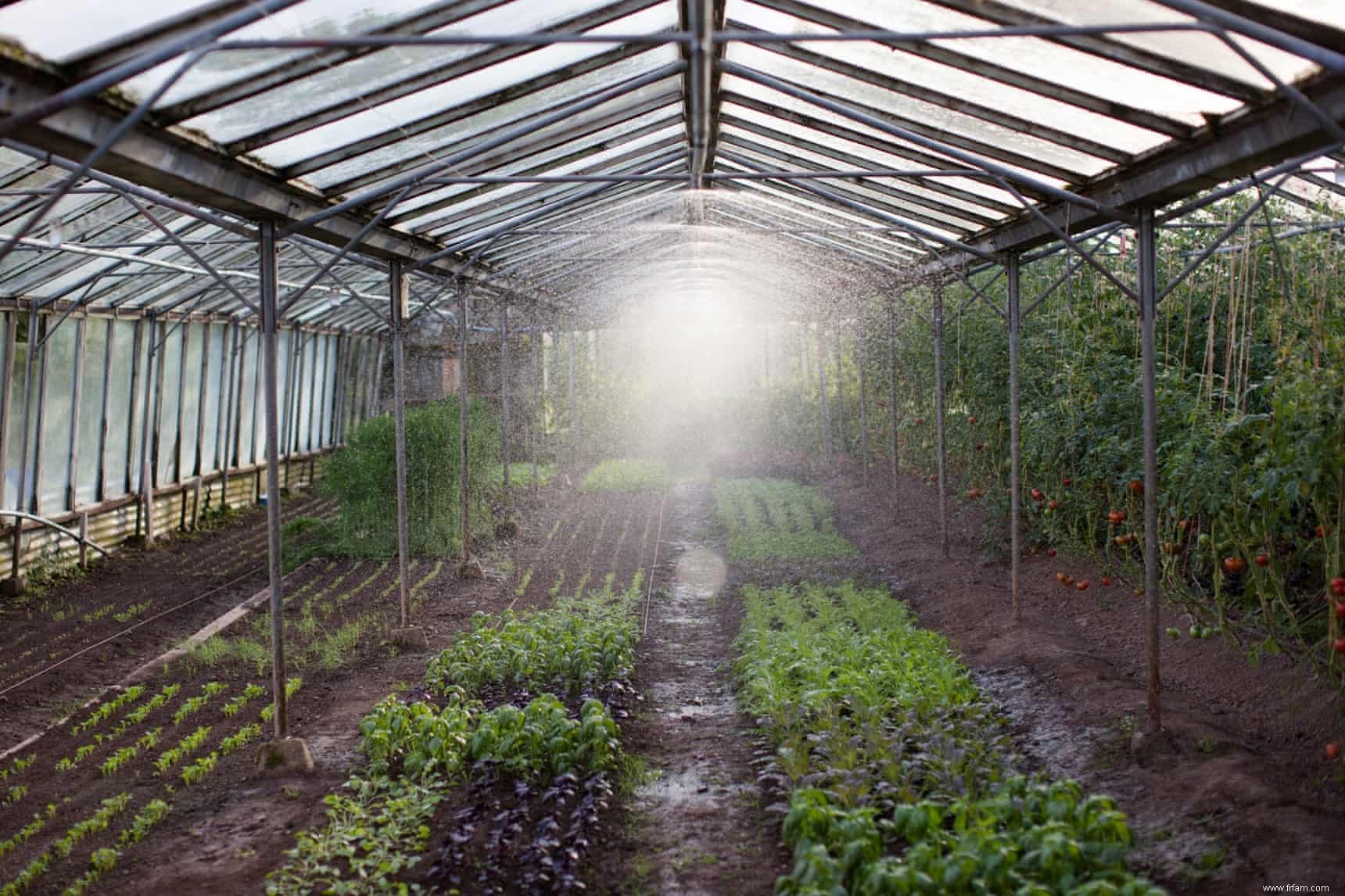 Deux salades d automne de la ferme biodynamique Fern Verrow 