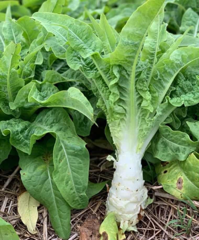 Cuisiner avec la laitue :le top model des légumes 