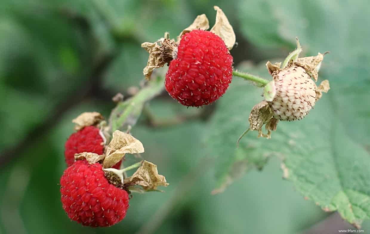  Le coing m a mis au défi :comment cuisiner, manger et savourer sept des fruits les plus difficiles au monde 