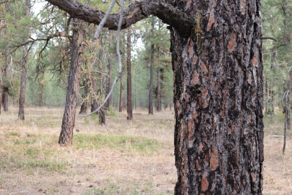 Les brûlages dirigés peuvent contrôler les incendies de forêt. Alors pourquoi les politiciens font-ils obstacle ? 