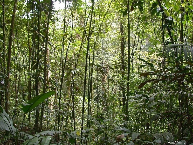 Les forêts tropicales rebondissent sur les terres agricoles avec une rapidité bénie 