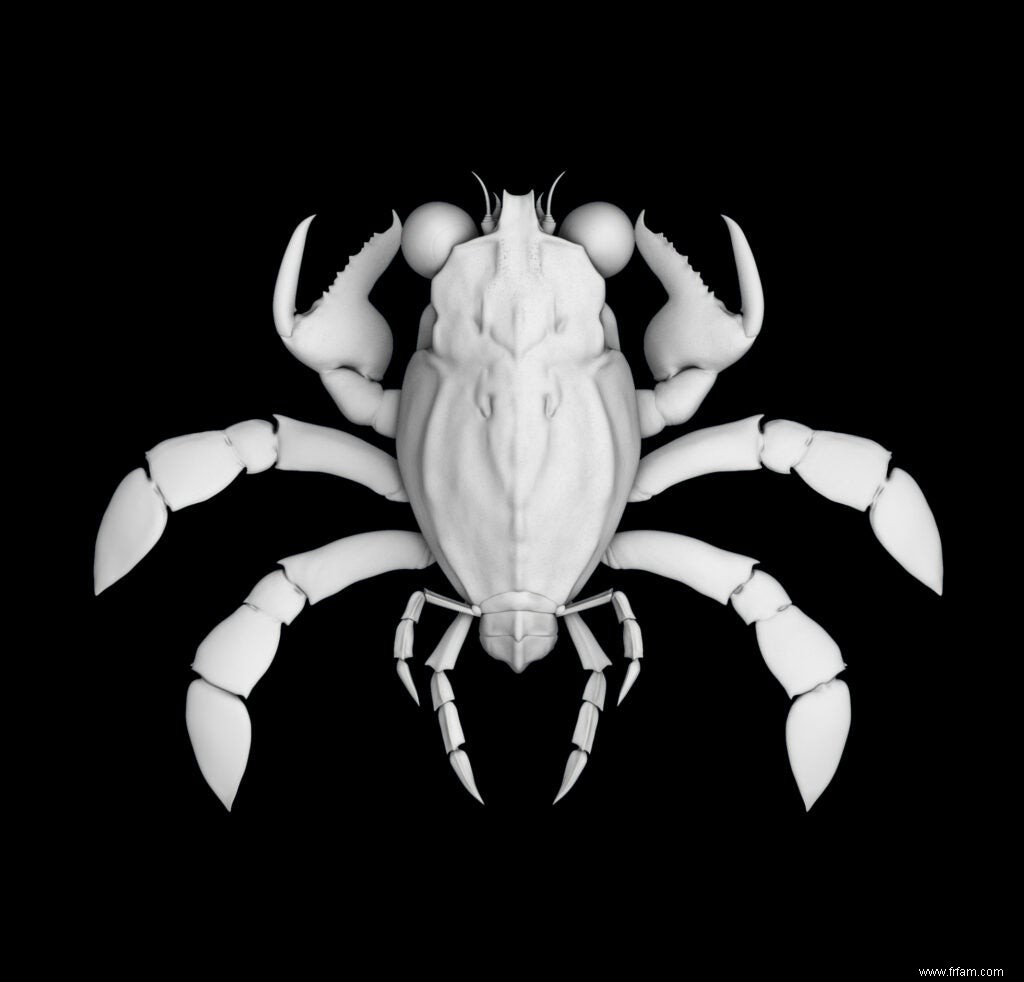 Ce crabe vieux de 90 millions d années avait des yeux de chasseur 