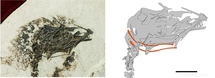 Cet oiseau de 120 millions d années pourrait tirer la langue 