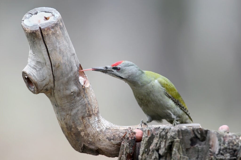 Cet oiseau de 120 millions d années pourrait tirer la langue 