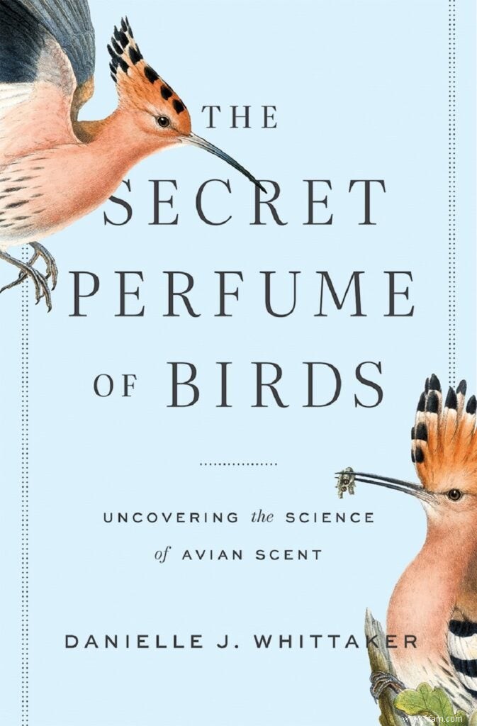 Les oiseaux peuvent-ils sentir ? Cet ornithologue démystifie un vieux mythe. 