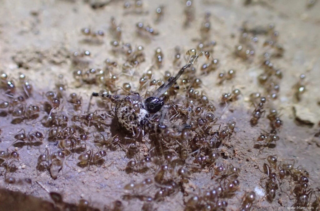 Un champignon tueur pourrait aider le sud des États-Unis à lutter contre les fourmis insatiables 