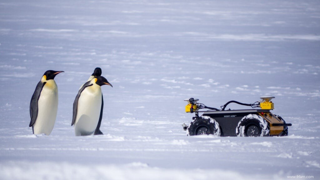 La marche des pingouins a une nouvelle star :un robot autonome 