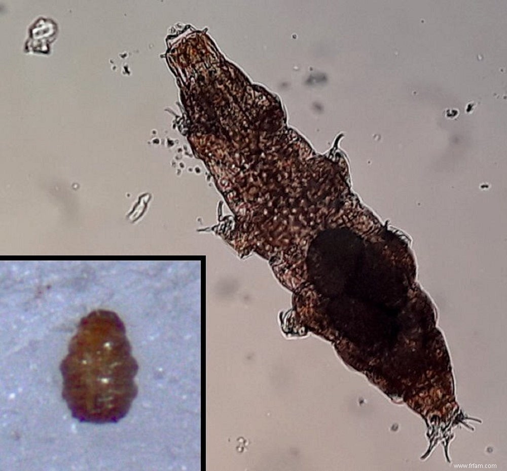 Les tardigrades vont là où la boue les emmène 