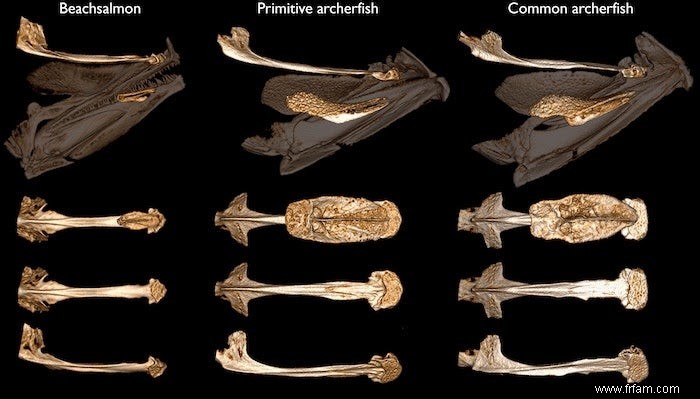 Un arbre généalogique des archerfish est le meilleur coup encore à l évolution des poissons sniper 