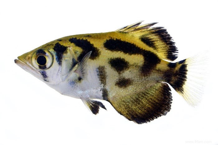 Un arbre généalogique des archerfish est le meilleur coup encore à l évolution des poissons sniper 