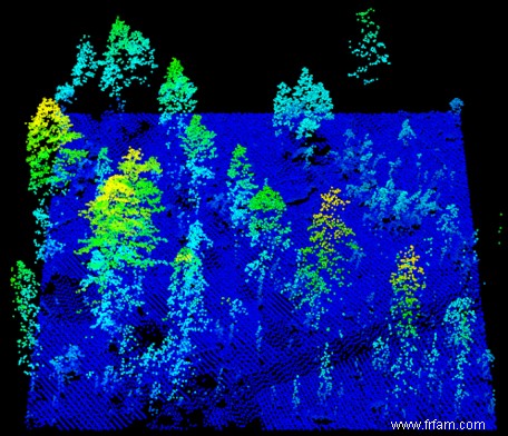 Ces scans laser montrent comment les incendies ont changé les forêts de Yosemite 