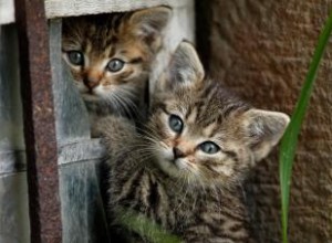 5 éléments essentiels pour prendre soin de chatons orphelins 