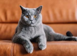170 noms de chats gris qui sont tout sauf basiques 