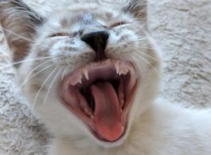 Les chatons perdent-ils leurs dents de lait ? 