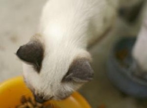 Nutriments essentiels dans la nourriture pour chatons 