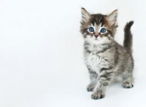 Comment connaître l âge d un chaton ? 