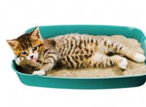 Comment dresser un chaton à la litière 