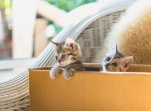 Stratégies de confinement des chatons pour assurer leur sécurité 