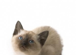 Questions sur les chatons siamois 