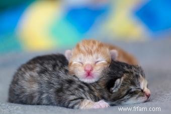 À quoi s attendre avec les chatons nouveau-nés 