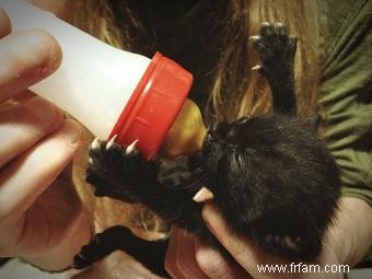 À quoi s attendre avec les chatons nouveau-nés 