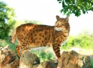 14 races de chats qui ressemblent à des tigres ou à des animaux sauvages 