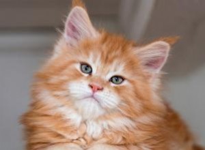 197 noms de chats orange aussi mignons et intelligents que votre félin 
