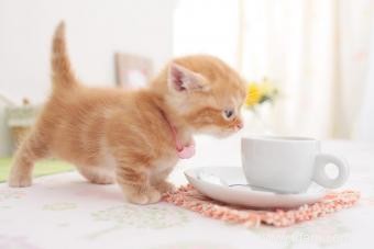 Tout sur les races de chats nains et de tasses de thé (avec traits) 