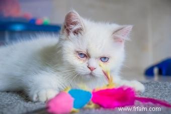 Tout sur les races de chats nains et de tasses de thé (avec traits) 