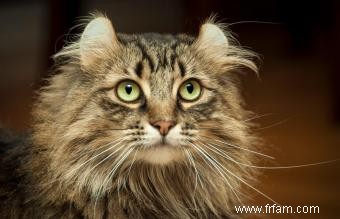 Profil de race de chat American Curl 