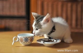 Les mini chatons pygmées sont-ils réels ? 