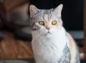 Personnalité et profil de la race de chat American Wirehair 