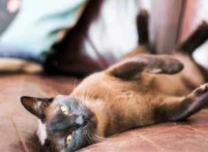 Caractéristiques des chats birmans 