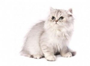Caractéristiques des chats persans chinchilla 