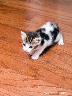 Caractéristiques des chats Manx 