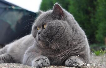 Profil de race de chat Chartreux 