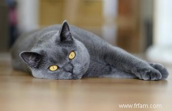 Profil de race de chat Chartreux 